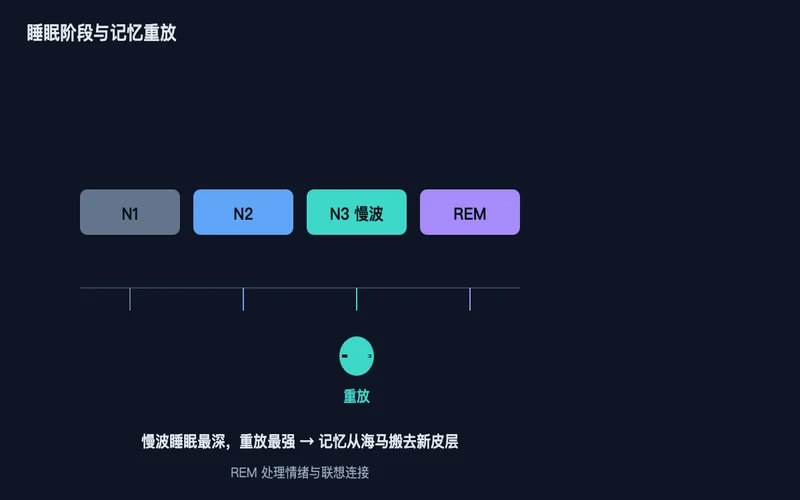 图2：睡眠阶段时间轴——慢波睡眠最深、重放最强，是记忆巩固的关键窗口