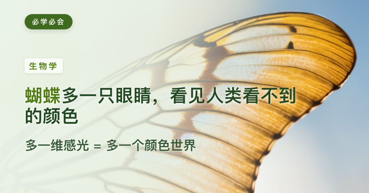 蝴蝶只是多长了一个感光细胞,就看见了人类看不到的颜色