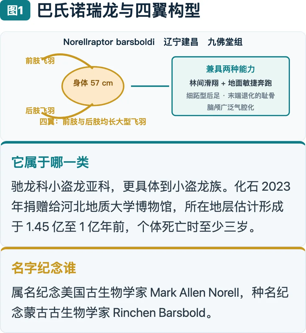 图1：巴氏诺瑞龙与四翼构型