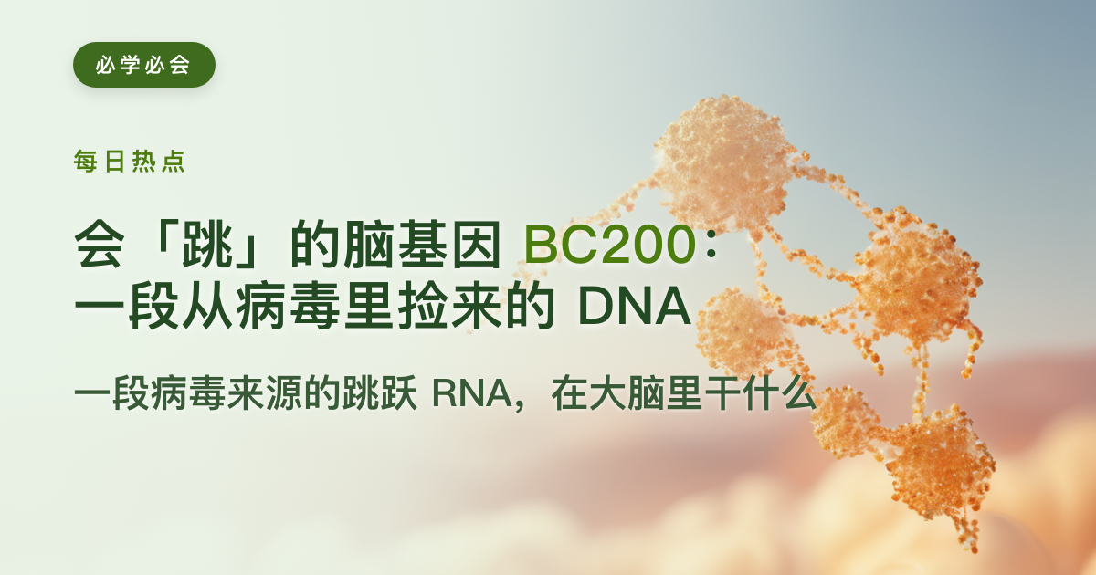会“跳”的脑基因 BC200:一段从病毒里捡来的 DNA