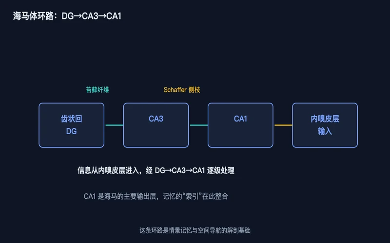 图1：海马体主环路——信息从内嗅皮层进入，经齿状回→CA3→CA1 逐级处理，CA1 是主要输出层