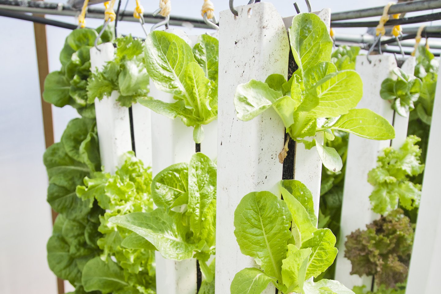 垂直水培系统里生长的生菜(图:Bright Agrotech / Wikimedia Commons,CC BY-SA 4.0)