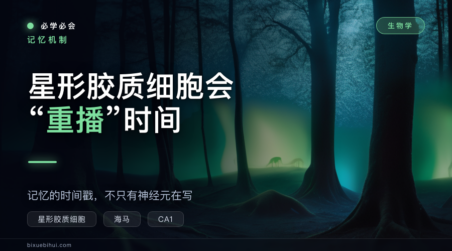 星形胶质细胞会“重播”时间:记忆的时间戳不只有神经元在写