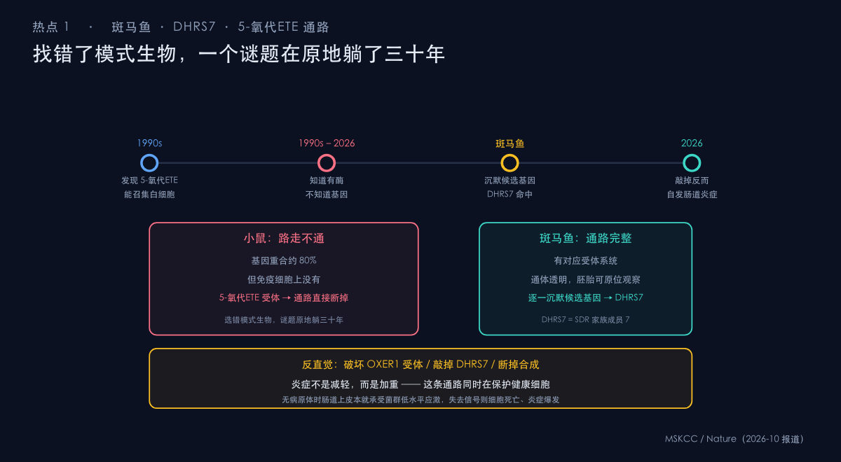 图:斑马鱼模型锁定 DHRS7——合成 5-oxoETE 的关键酶基因