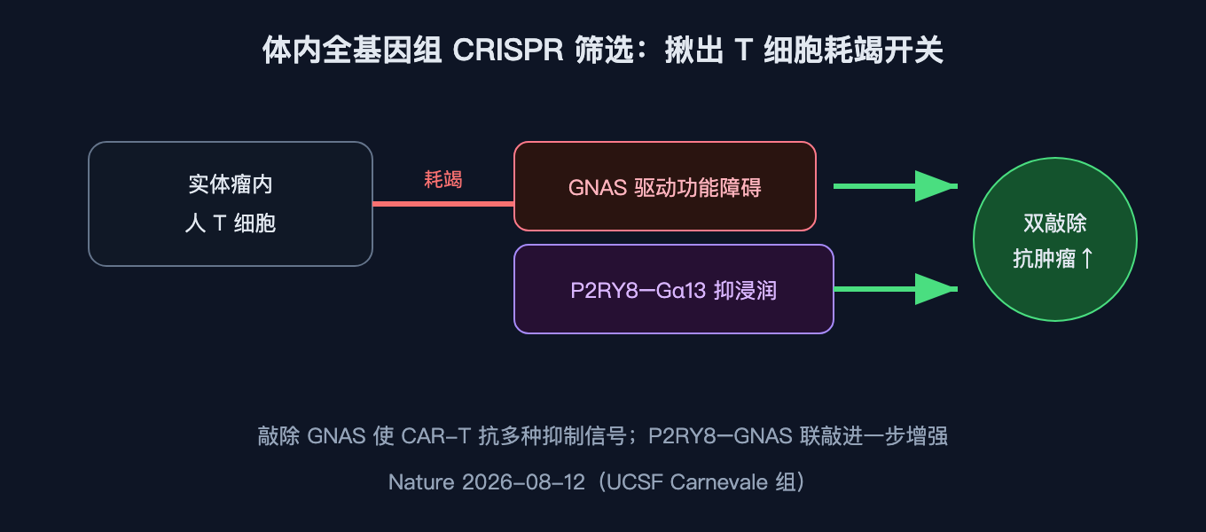体内全基因组 CRISPR 筛选锁定 GNAS（驱动功能障碍）与 P2RY8–Gα13（抑制浸润）两个节点
