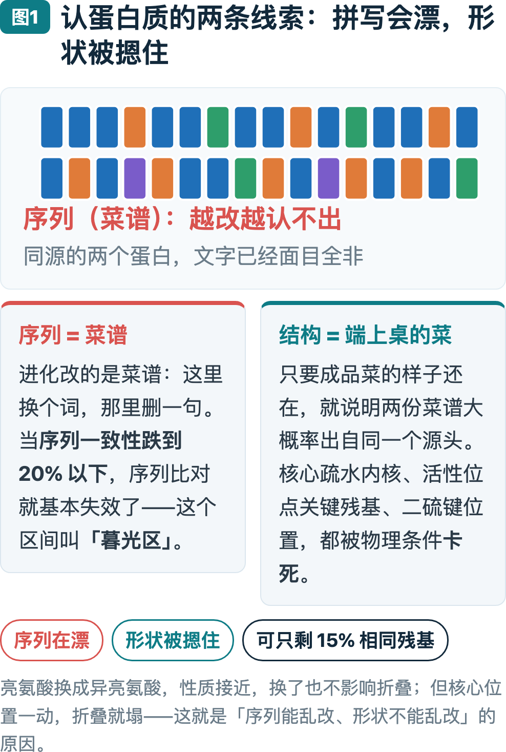图1：认蛋白质的两条线索——拼写会漂，形状被摁住