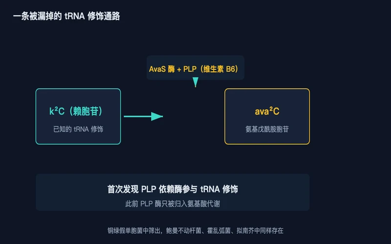 图1:AvaS 依赖 PLP 把 k²C 转化为 ava²C,首次把 PLP 酶与 tRNA 修饰连起来