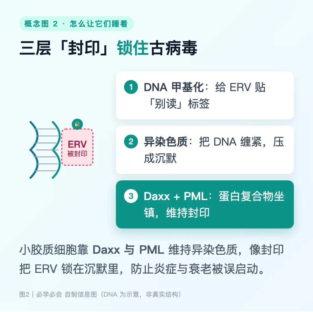 图2：Daxx 与 PML 维持异染色质，像封印一样把 ERV 锁在沉默状态（示意）