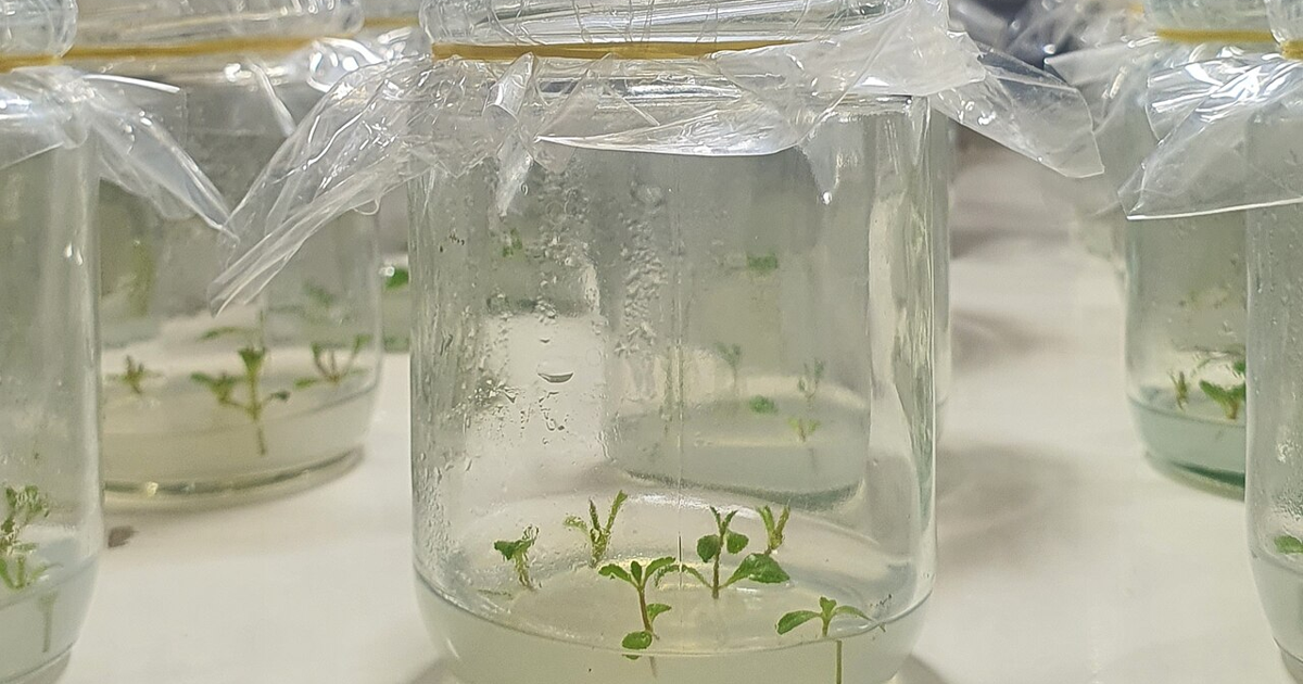 植物组织培养原理：从一片叶子到一整株