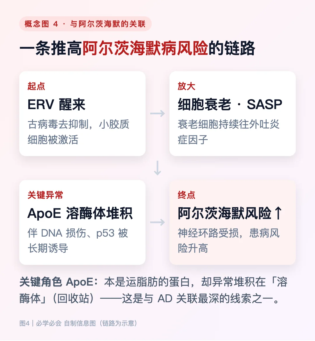 图4：ERV 醒来 → 小胶质细胞衰老 · SASP → ApoE 溶酶体堆积 + DNA 损伤 → 阿尔茨海默病风险上升（示意）