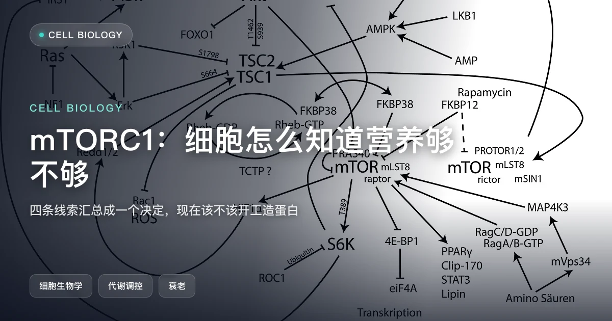 mTORC1：细胞怎么知道营养够不够