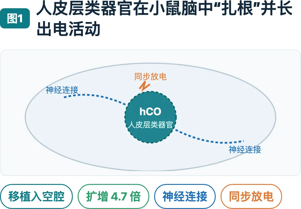 从培养皿到活体：脑类器官技术的二十年起伏
