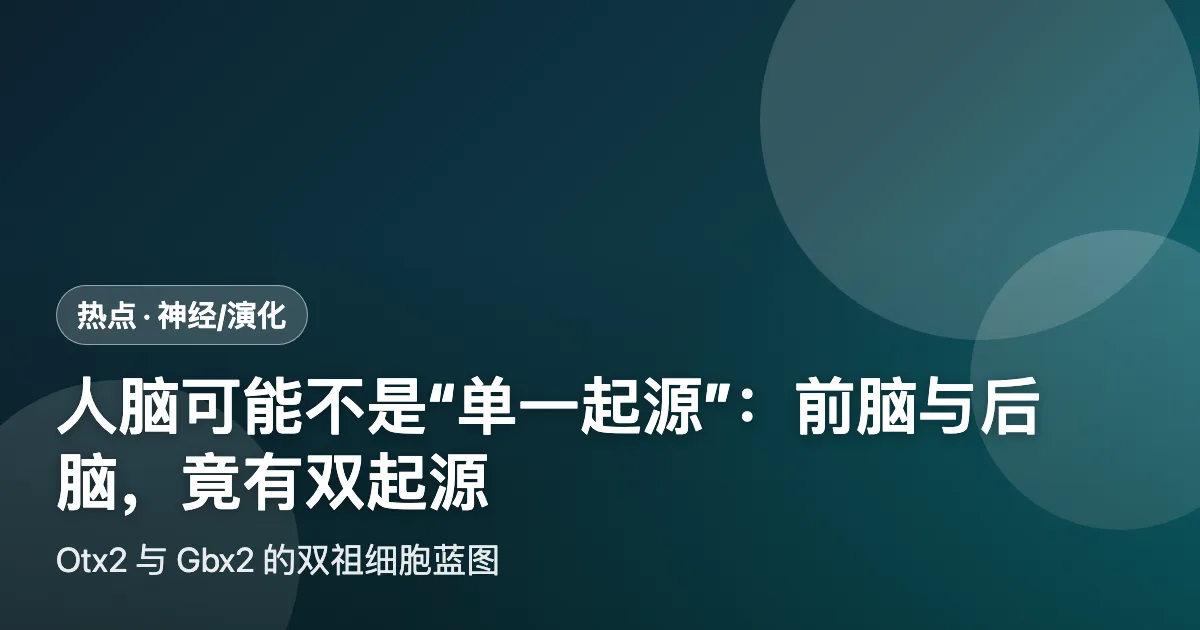 人脑可能不是"单一器官"：前脑与后脑，竟有双起源