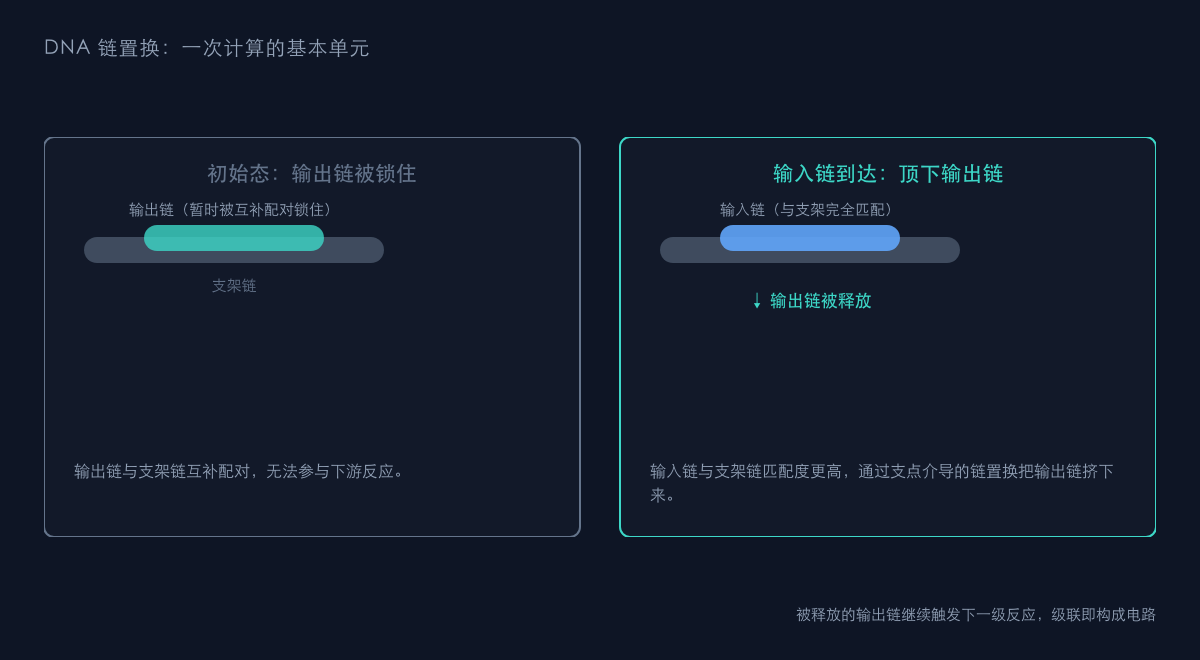 图1:DNA 链置换计算原理