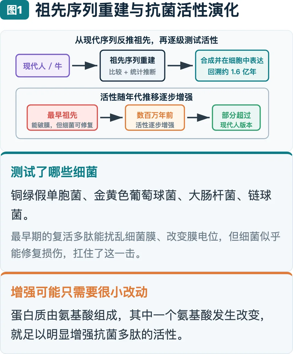 图1：祖先序列重建与抗菌活性演化