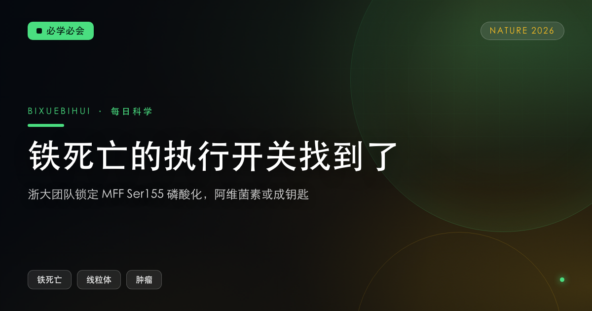 铁死亡的执行开关找到了:浙大团队锁定 MFF Ser155 磷酸化