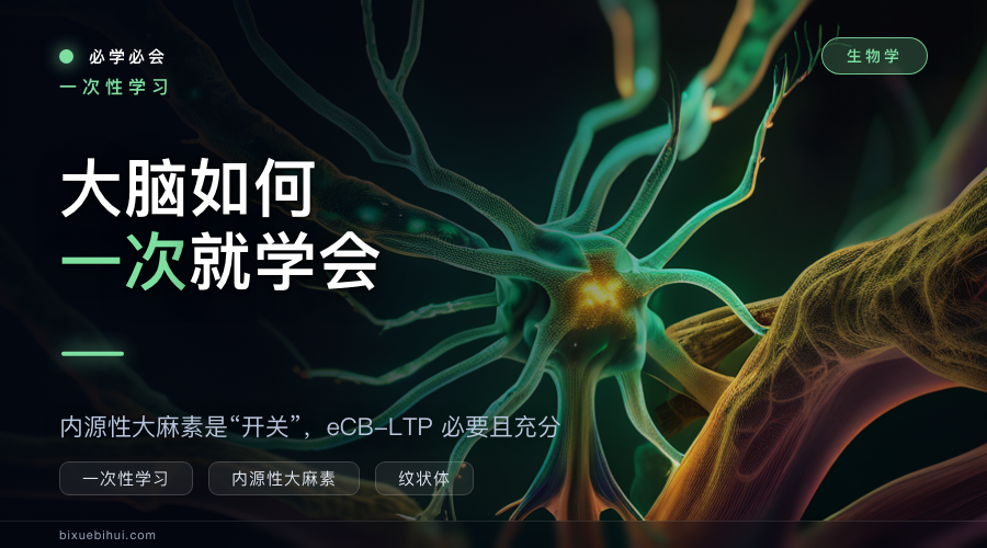 大脑如何一次就学会:内源性大麻素是“开关”