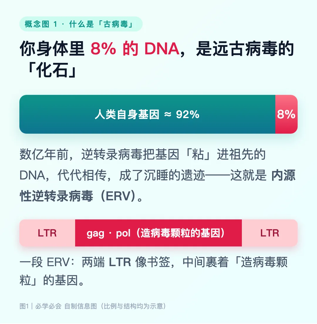 图1：人类基因组约 8% 来自远古逆转录病毒（ERV）留下的“化石”遗迹（示意）