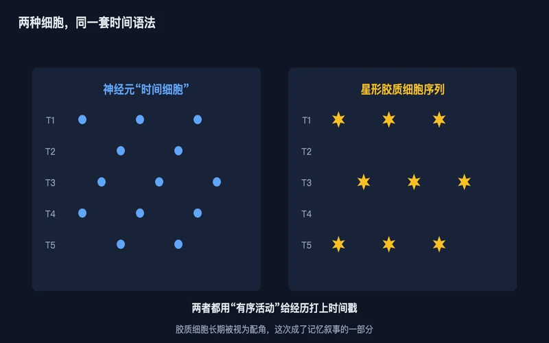 图2：神经元“时间细胞”（左）与星形胶质细胞序列（右）用同一套有序时间语法编码经历