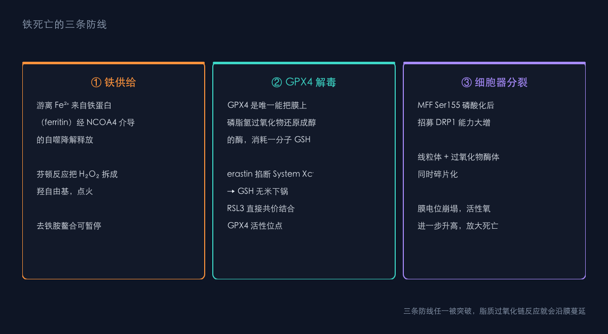 图1:铁死亡的三条防线