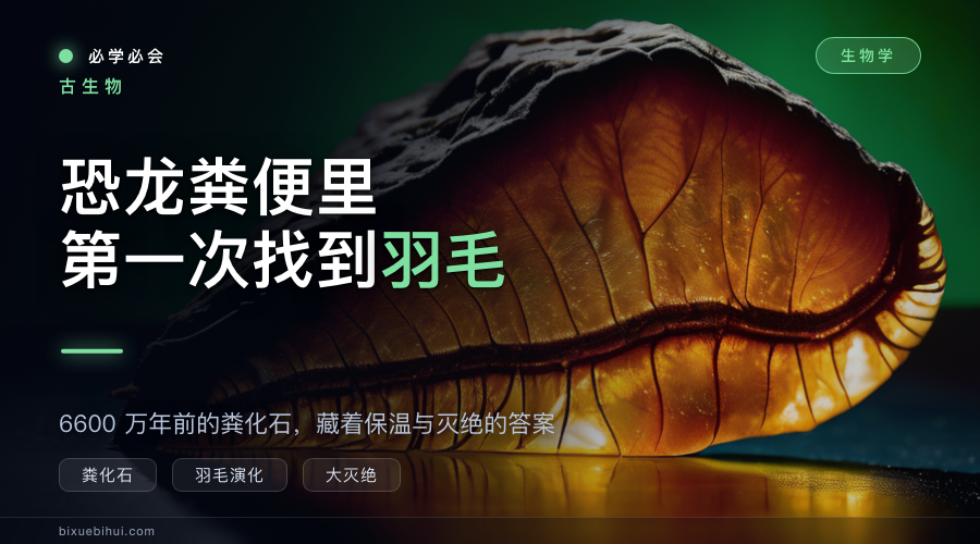 恐龙粪便里第一次找到羽毛,顺带讲清了谁活过了大灭绝