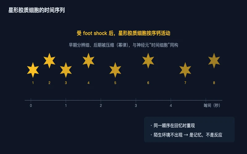 图1：受 foot shock 后，星形胶质细胞按时间顺序出现钙活动，早期分辨细、后期被压缩