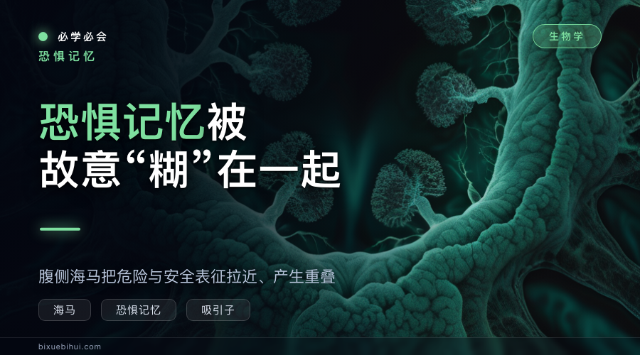 恐惧记忆故意“糊”在一起:腹侧海马把危险和安全拉近