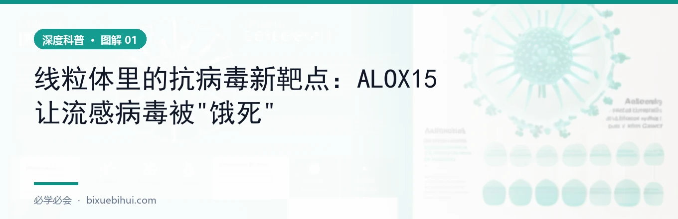 感染应激：ALOX15 转位线粒体