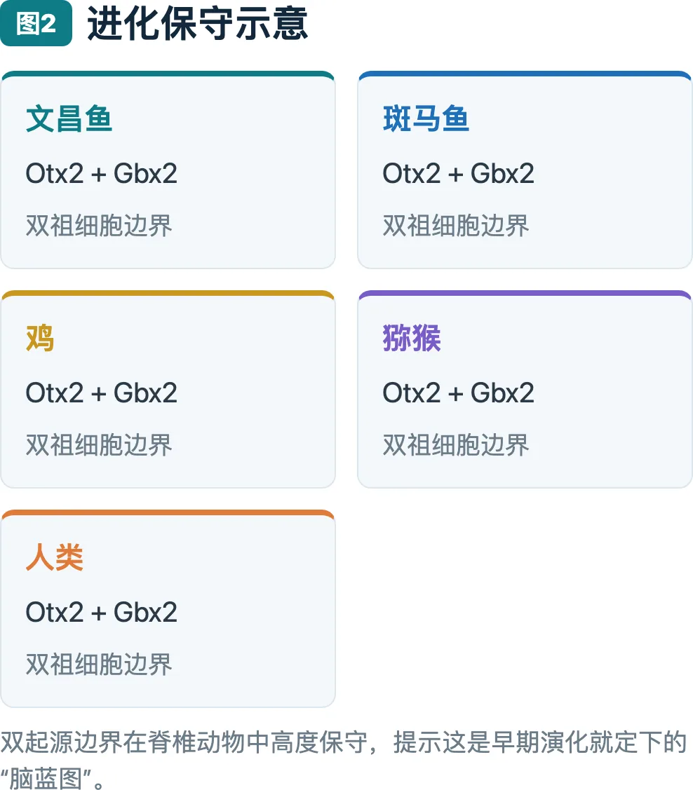 进化保守示意