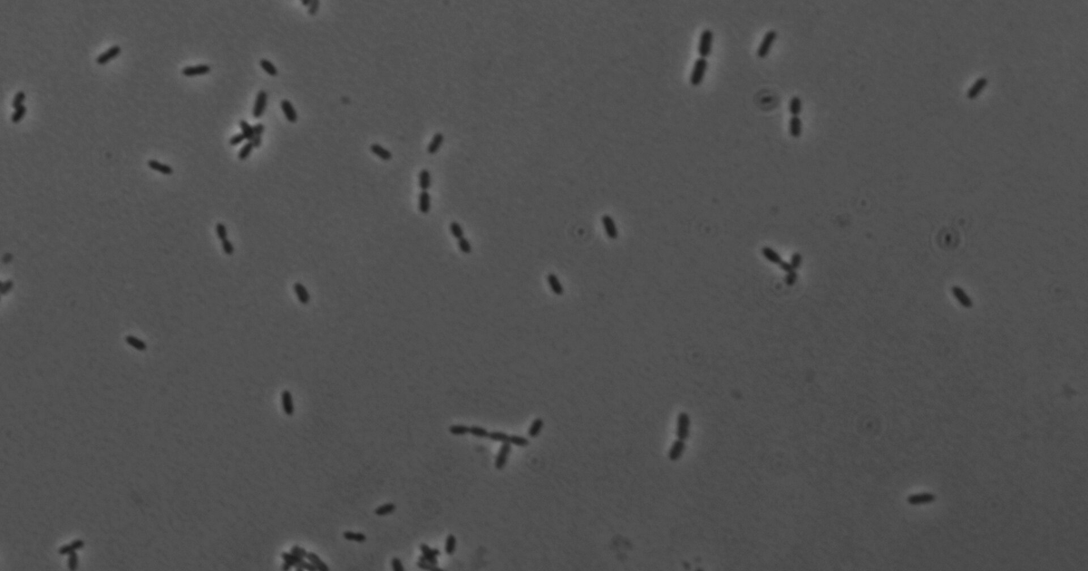 古菌与微生物结构生物学：细胞壁这层「旧账」