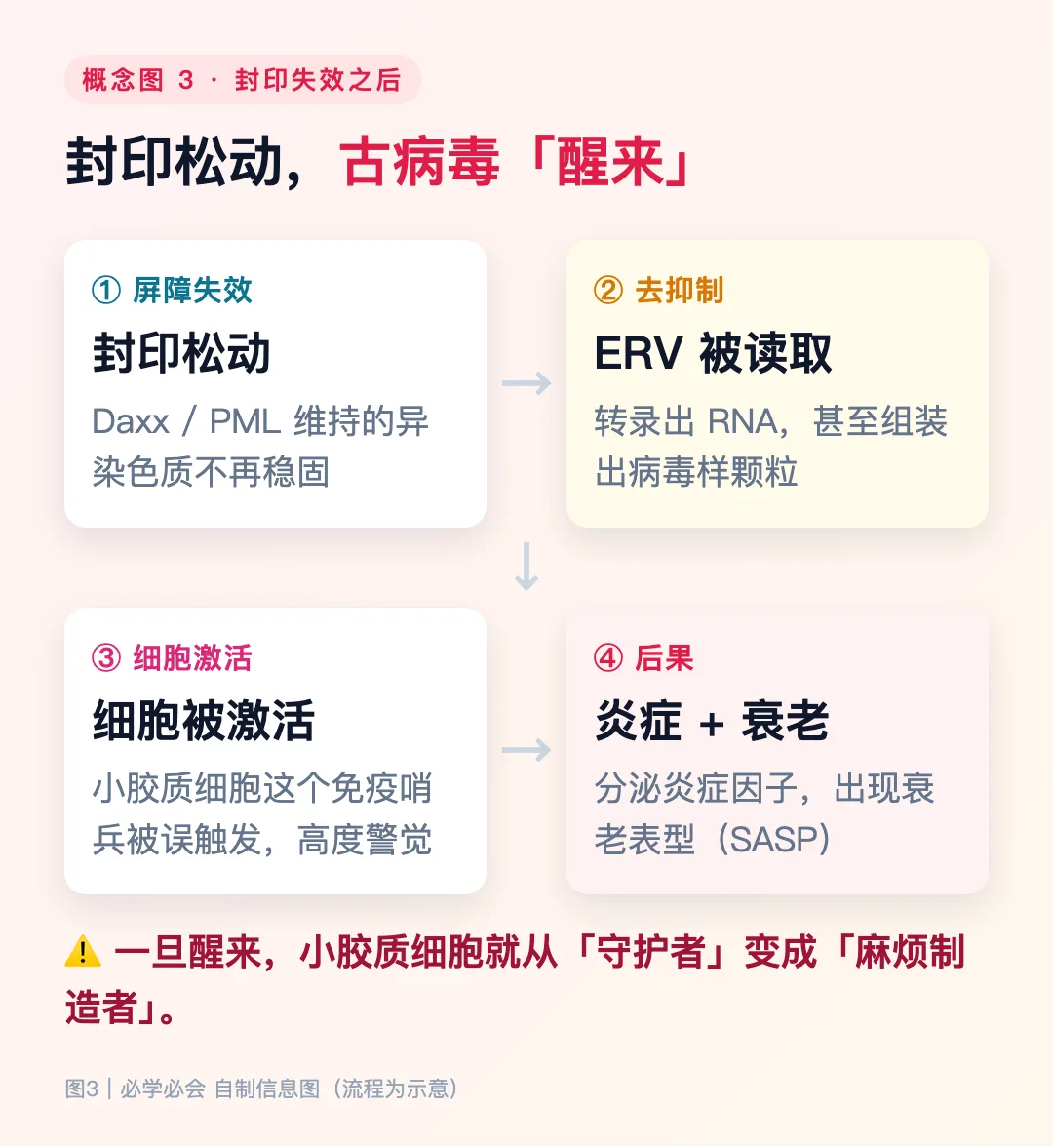 图3：封印松动后，ERV 被读取 → 小胶质细胞被激活 → 炎症与细胞衰老（SASP）（示意）