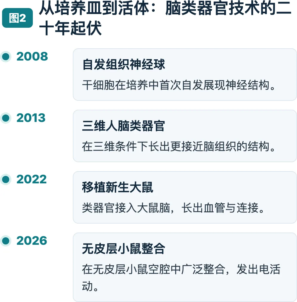 人皮层类器官在小鼠脑中“扎根”并长出电活动
