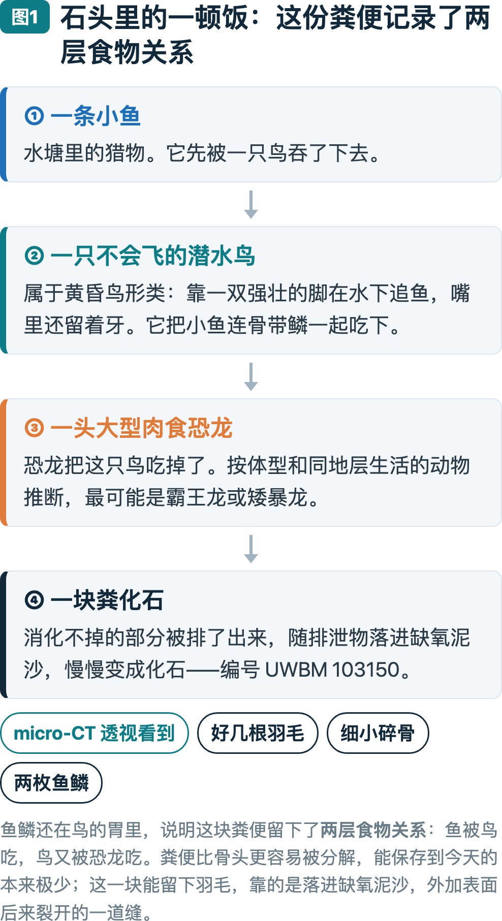 图1：这份粪便记录了两层食物关系——鱼被鸟吞下，鸟又被恐龙吃掉