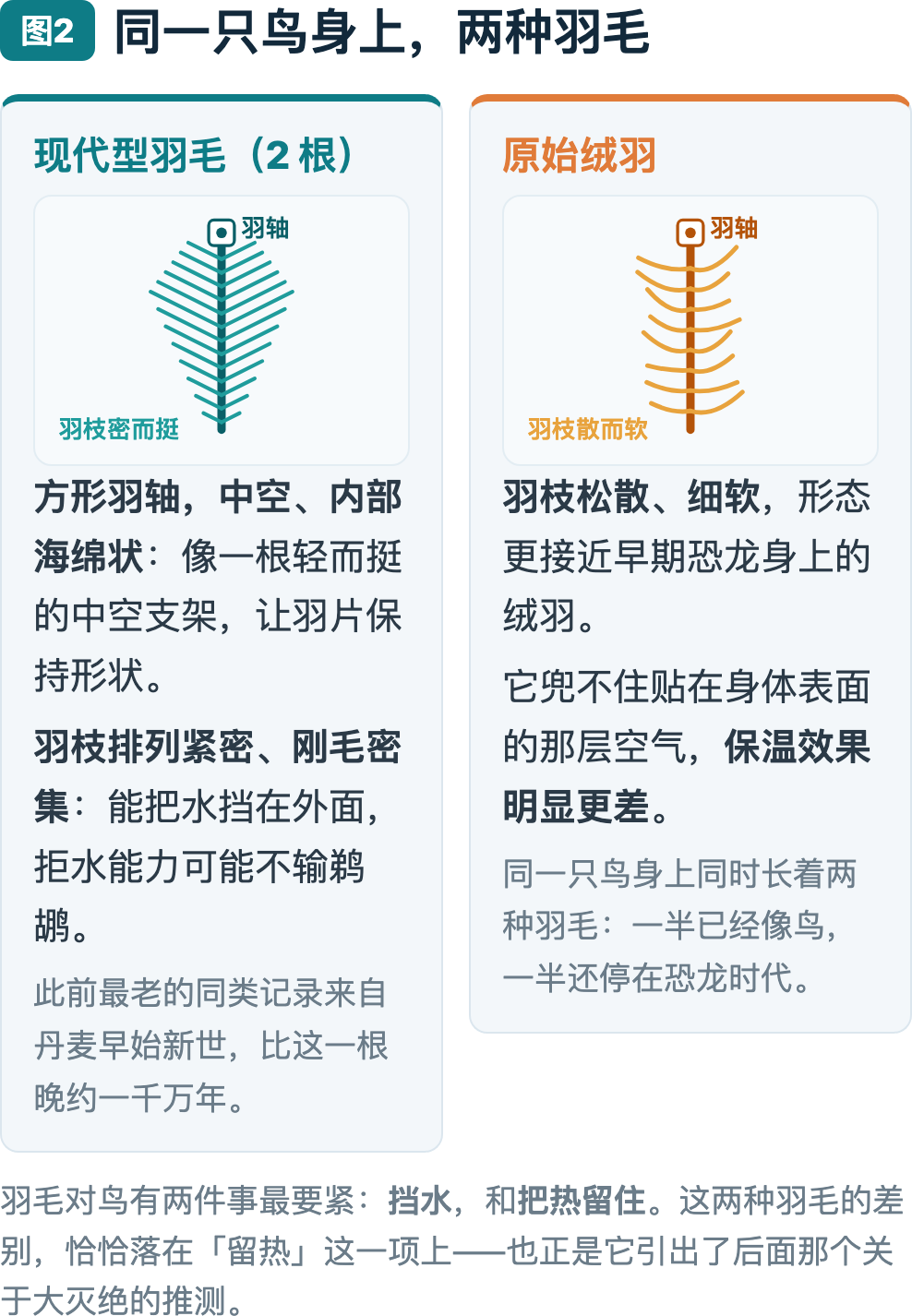 图2：同一只鸟身上并存两种羽毛，一边已经很现代，一边还停在恐龙时代