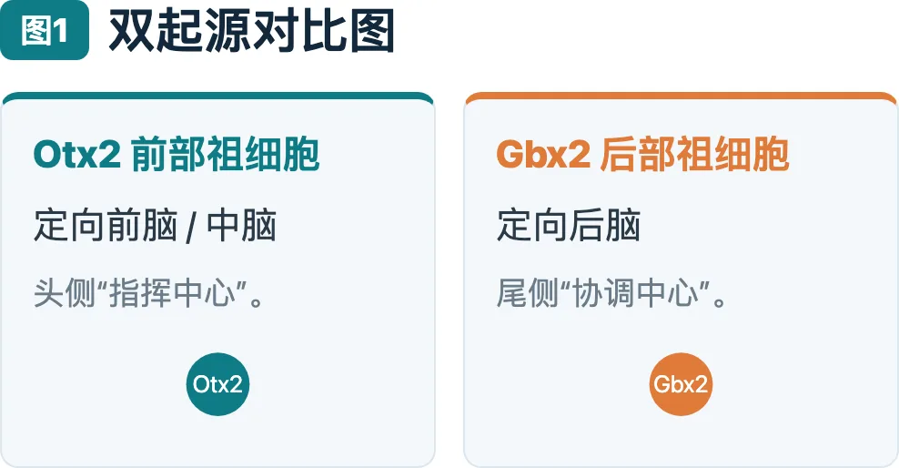 双起源对比图
