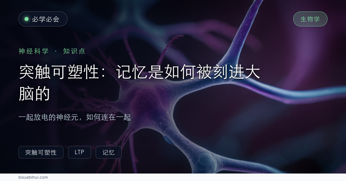 突触可塑性：记忆是如何被「刻」进大脑的