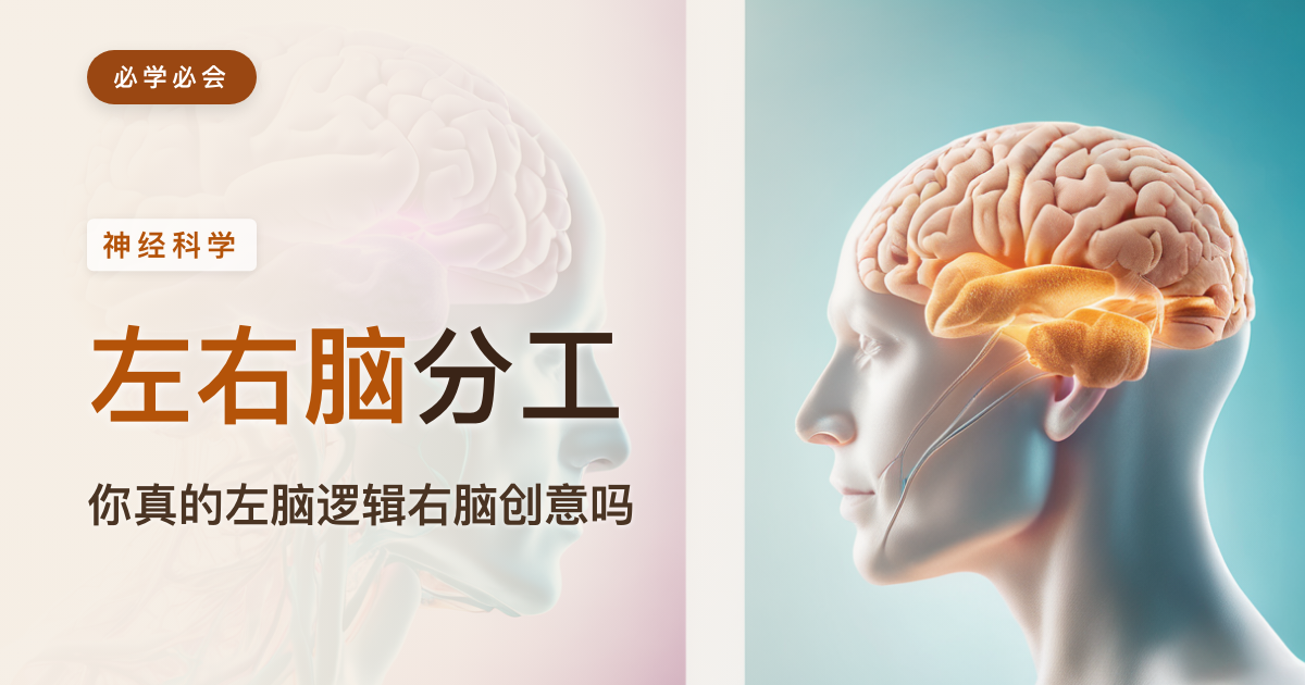 左右脑分工:你真的"左脑逻辑、右脑创意"吗