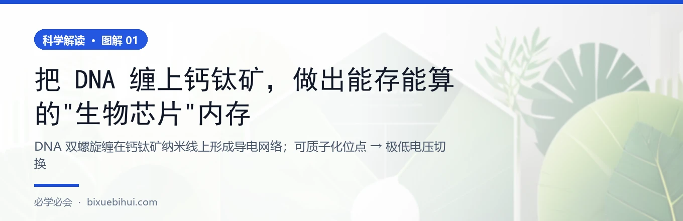 DNA 双螺旋缠在钙钛矿纳米线上形成导电网络