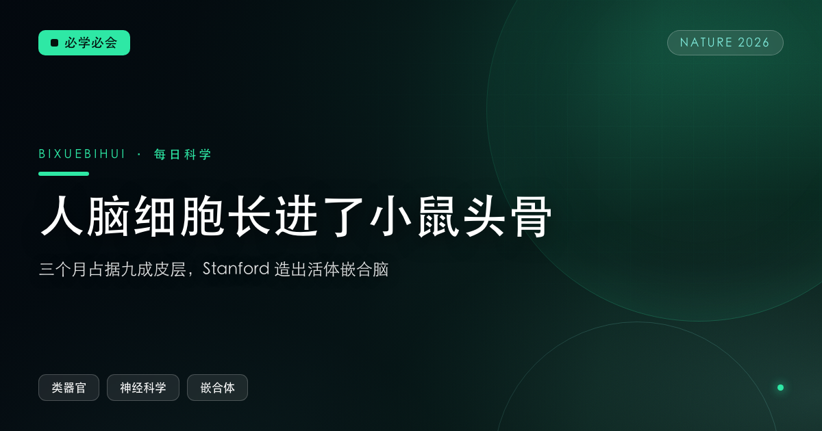 人脑细胞长进了小鼠头骨：三个月占据九成皮层