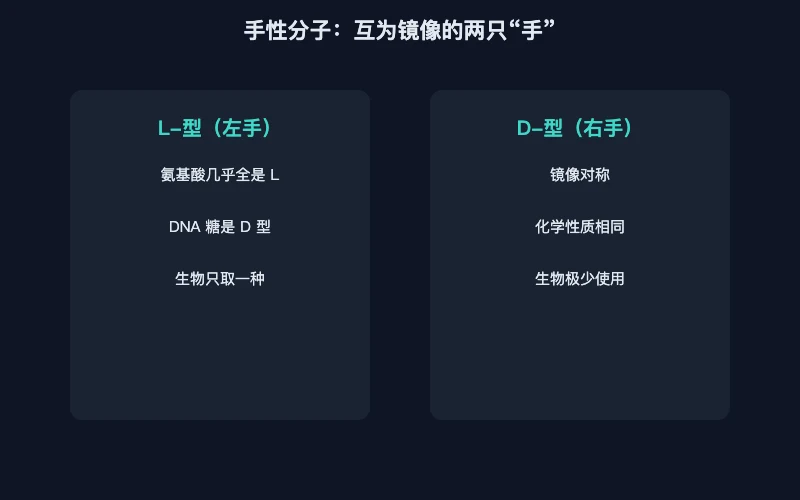 图1：L 型与 D 型手性分子互为镜像