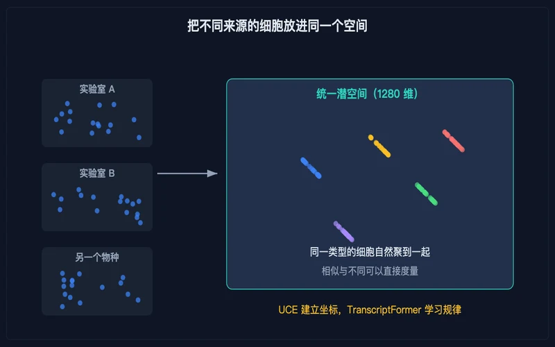 图示:来自不同实验室与物种的细胞被映射进同一个潜空间,同类型自然聚拢