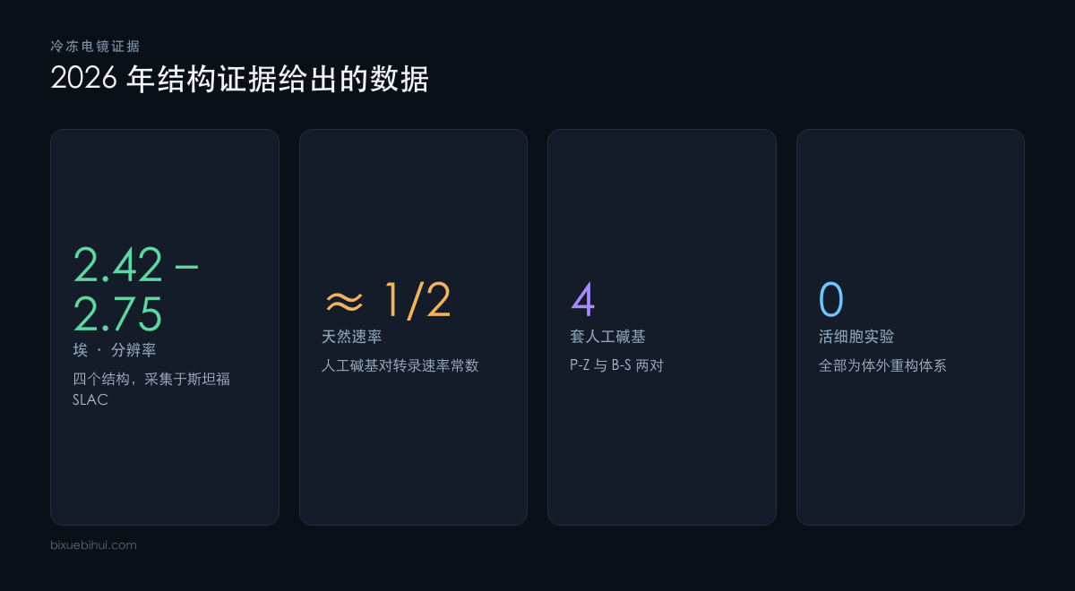 2026 年冷冻电镜证据给出的四个关键数字