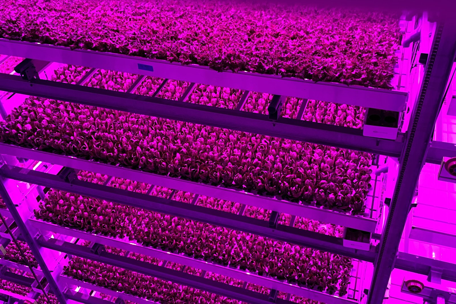 植物工厂内部:多层立体栽培架与 LED 生长灯(图:Arkansas Agricultural Experiment Station / Wikimedia Commons,CC BY 2.0)