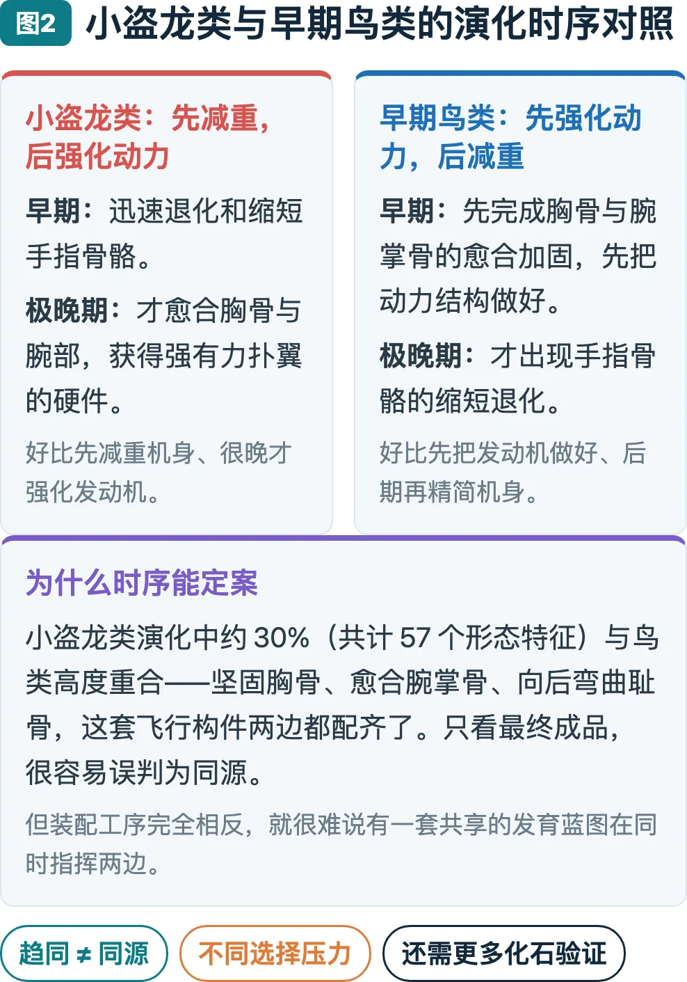 图2：小盗龙类与早期鸟类的演化时序对照