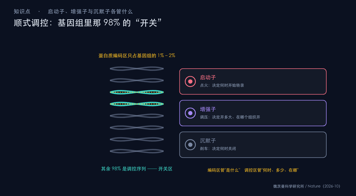 图：人类与大猩猩蛋白质编码基因几乎相同，差异来自顺式调控开关
